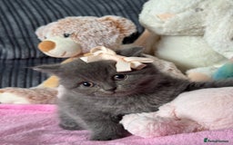 British Shorthair cats for sale: Gorgeous Champions line British Shorthair - Image 14