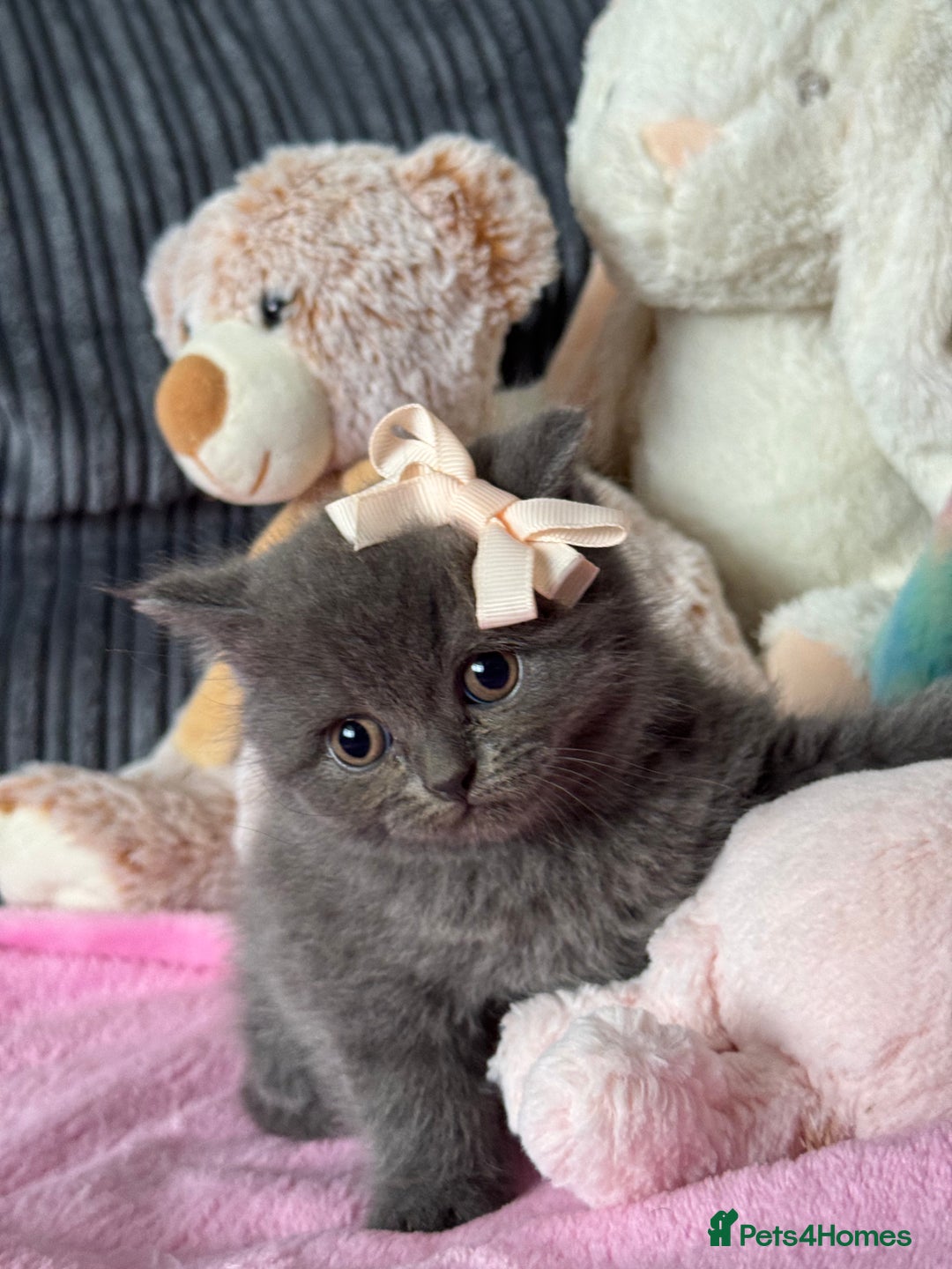British Shorthair cats for sale: Gorgeous Champions line British Shorthair - Image 14