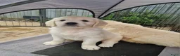 Golden Retriever dogs for sale: Stunning Cream KC registered Golden Retrievers  - Advert 28