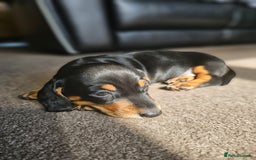 Dachshund dogs for sale: Adorable Dachshund Puppies - 1 Girl & 2 Boys - Image 6