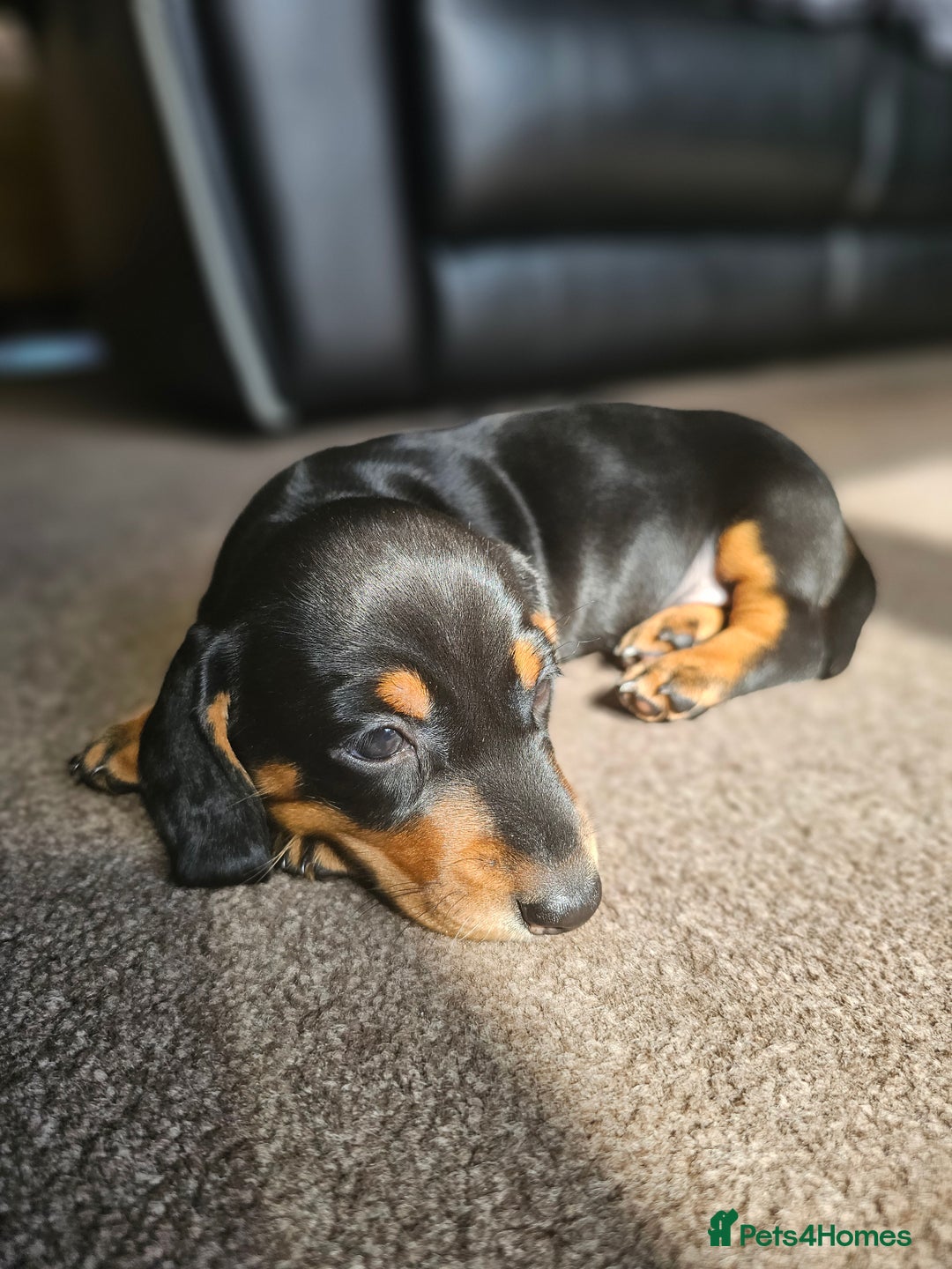 Dachshund dogs for sale: Adorable Dachshund Puppies - 1 Girl & 2 Boys - Image 6