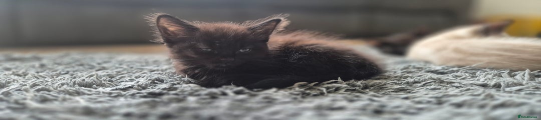 Mixed Breed Kitten 1