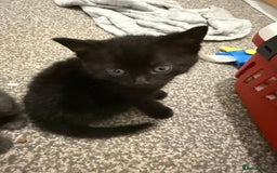 Mixed Breed cats for sale: Beautiful kittens  - Image 5