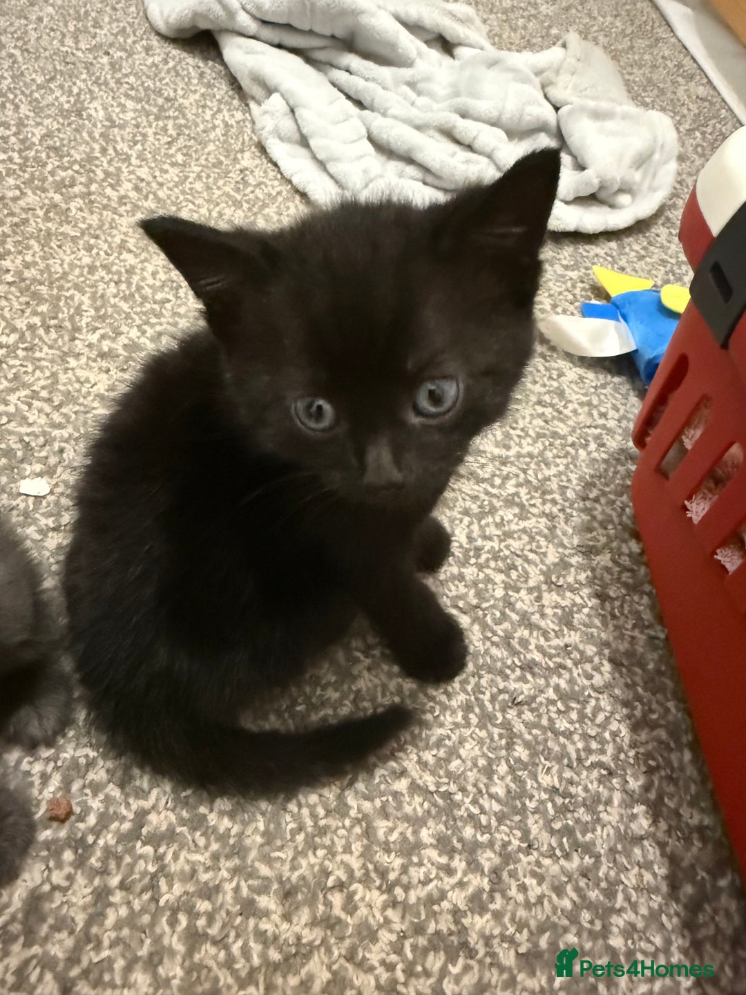Mixed Breed cats for sale: Beautiful kittens  - Image 5