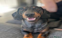 Miniature Dachshund dogs for stud: PROVEN-KC STUD minature smooth haired dachshund in Catterick Garrison - Image 19