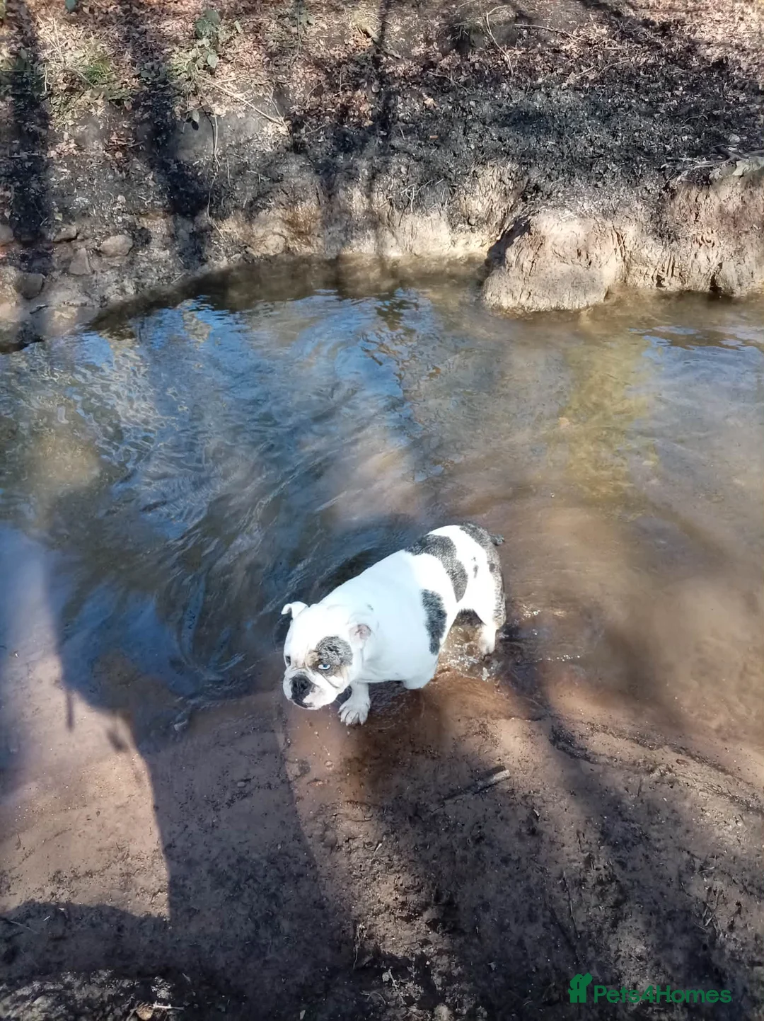 Olde English Bulldogge dogs for sale: Dotty  in Alfreton - Advert 3