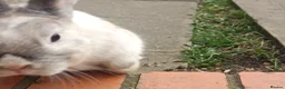 Dutch rabbits for sale: Sweetest Explorer  - Advert 2