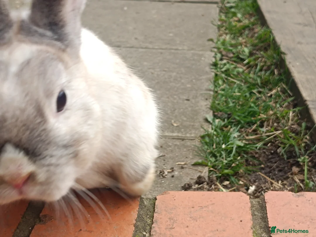 Dutch rabbits for sale: Sweetest Explorer  - Advert 2