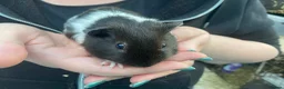 Guinea Pig rodents for sale: Baby guinea pig boys and girls - Advert 8