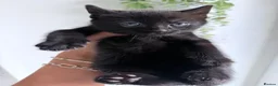 American Shorthair cats for sale: Beautiful kittens  - Advert 9