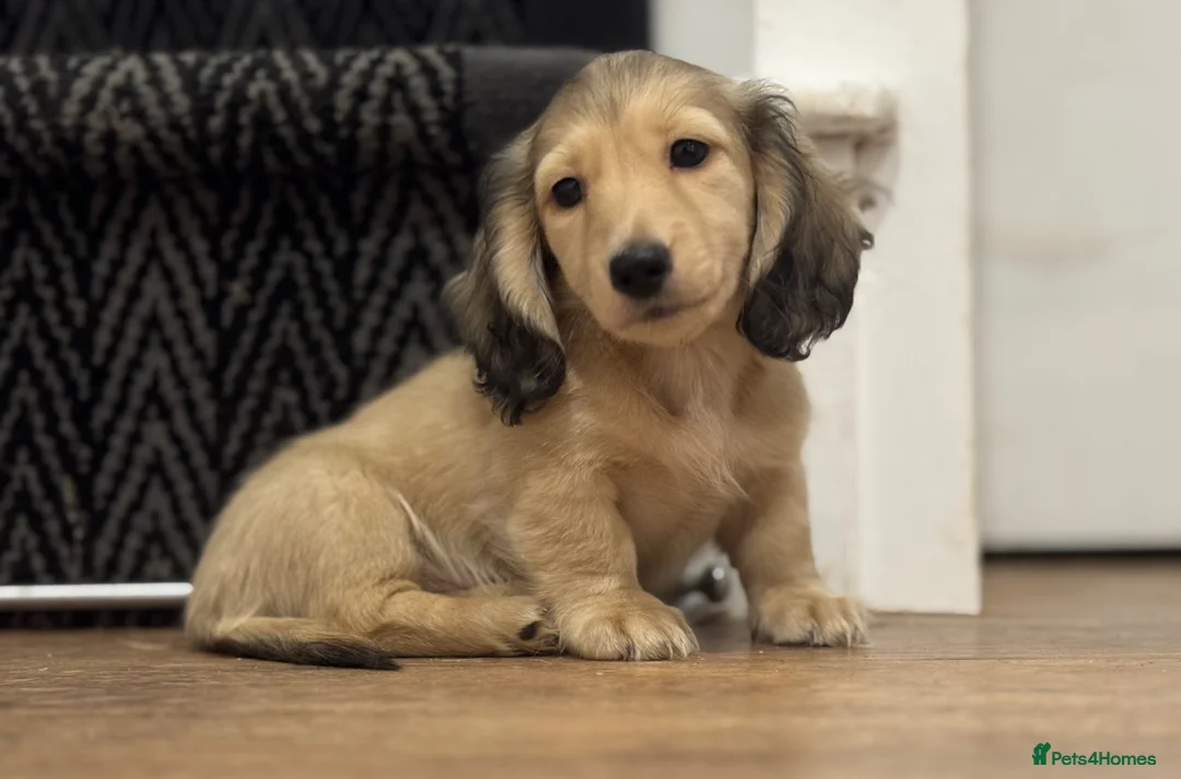 Miniature Dachshund dogs for sale: Long Haired Cream/Shaded Cream KC Mini Dachshunds  - Advert 2
