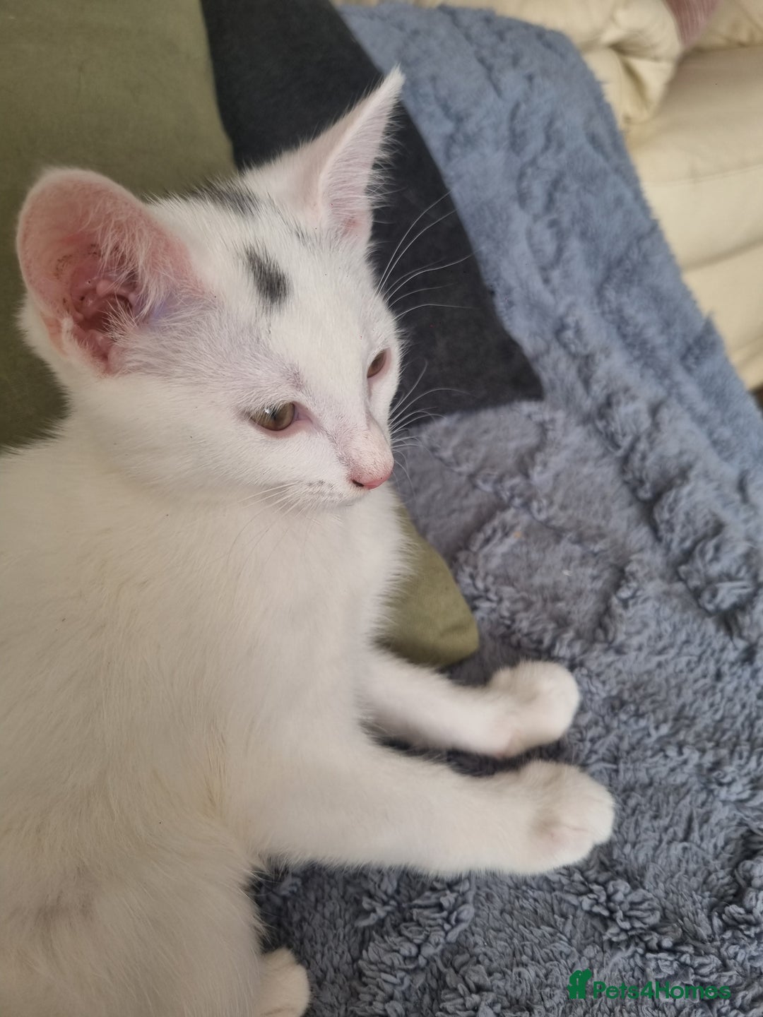 Turkish Angora cats for sale: Female kitten - Image 4