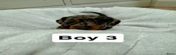 Miniature Dachshund dogs for sale: 3 Male Mini Smooth Haired Dachshund Puppies - Advert 14