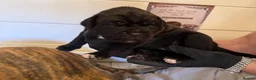 Cane Corso dogs for sale: CANE CORSO PUPPIES - Advert 8