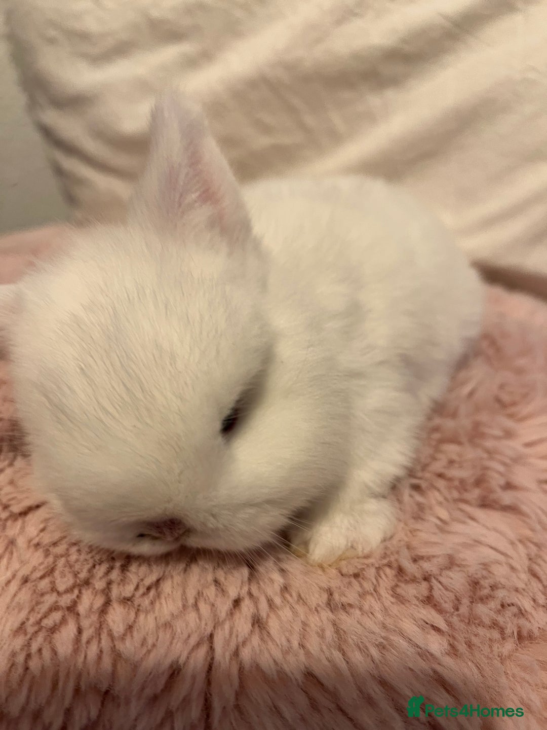 Mini Lop rabbits for sale: Mini lop rabbits - Image 2