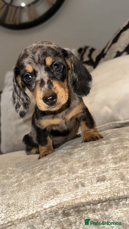 Miniature Dachshund dogs - Advert 3
