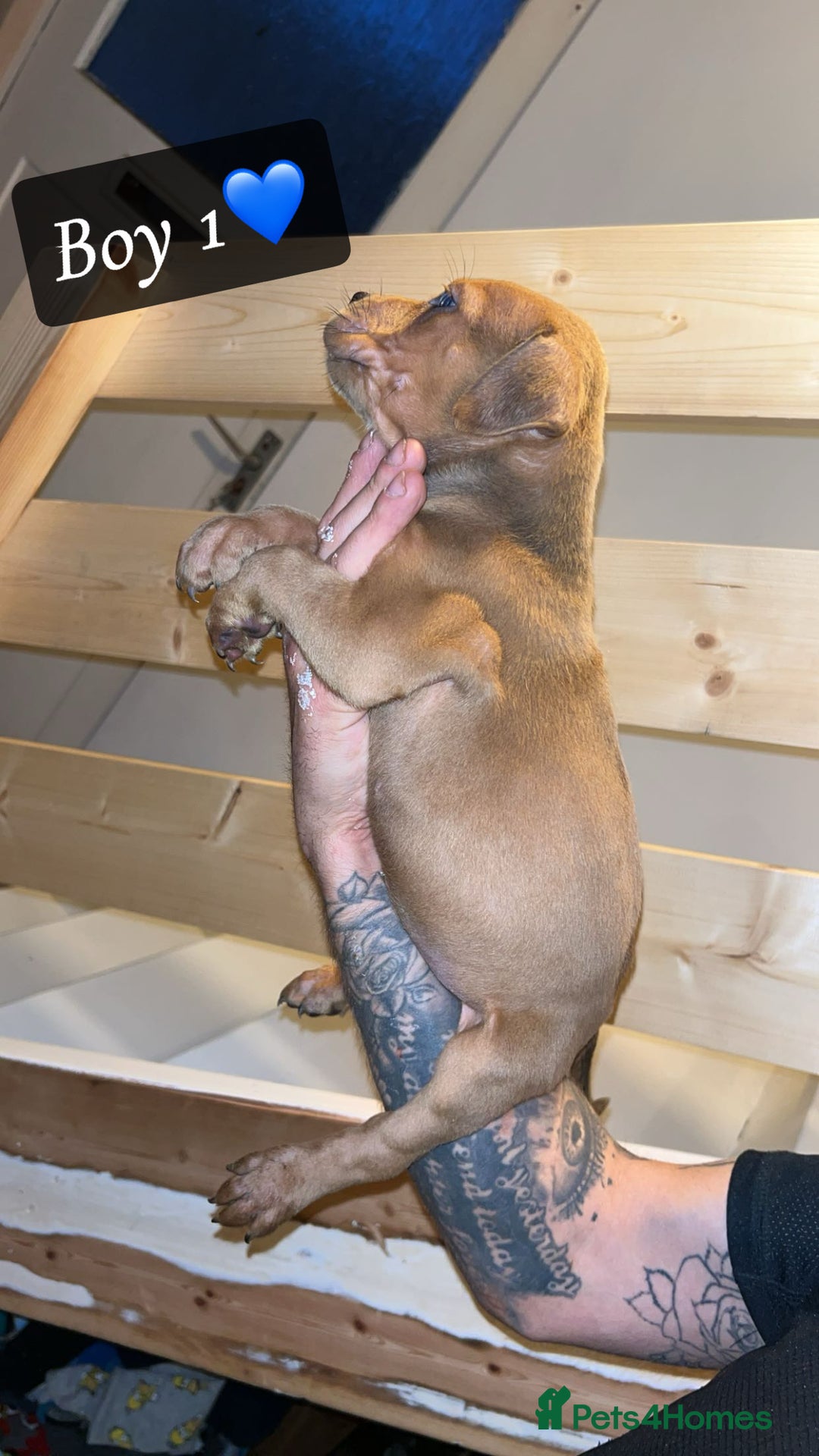 Mixed Breed dogs for sale: Cane Corso x Pocket Bully - Image 5