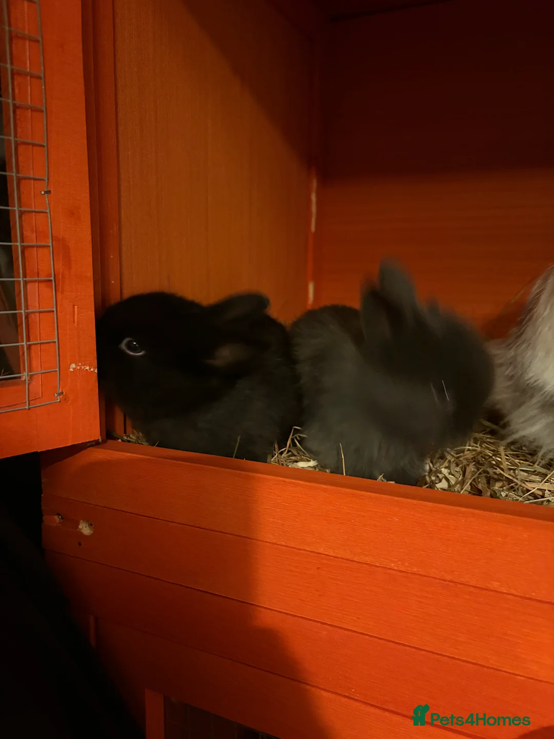 Mixed Breed rabbits for sale: Bunnies - Advert 9