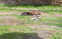 Mixed Breed cats for sale: Beautiful ginger and white kittens 5* homes  - Image 2