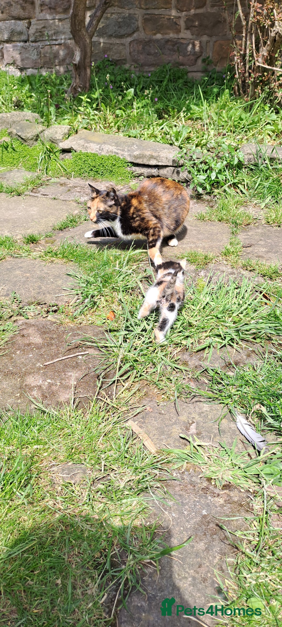 Mixed Breed cats for sale: Beautiful ginger and white kittens 5* homes  - Image 2
