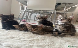 Mixed Breed cats for sale: 5 Adorable Mixed Breed Kittens - Image 18
