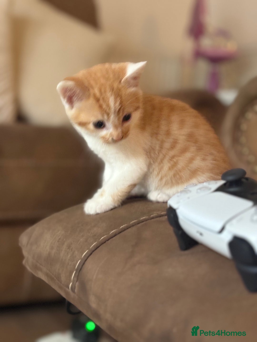 British Longhair cats for sale: Beautiful ginger and white marking kittens - Image 5