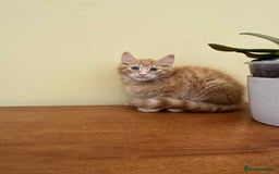 Maine Coon cats for sale: Maine coon xxx - Image 23