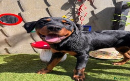 Rottweiler dogs for sale: Male Rottweiler - Image 7