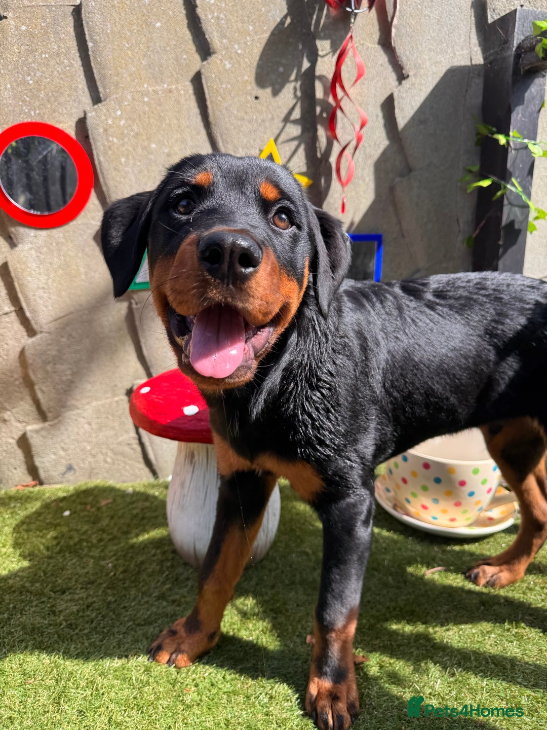 Rottweiler dogs for sale: Male Rottweiler - Image 7