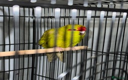 Parrots birds for sale:  Kakariki Pair + Male Indian Ringneck for Sale - Image 4