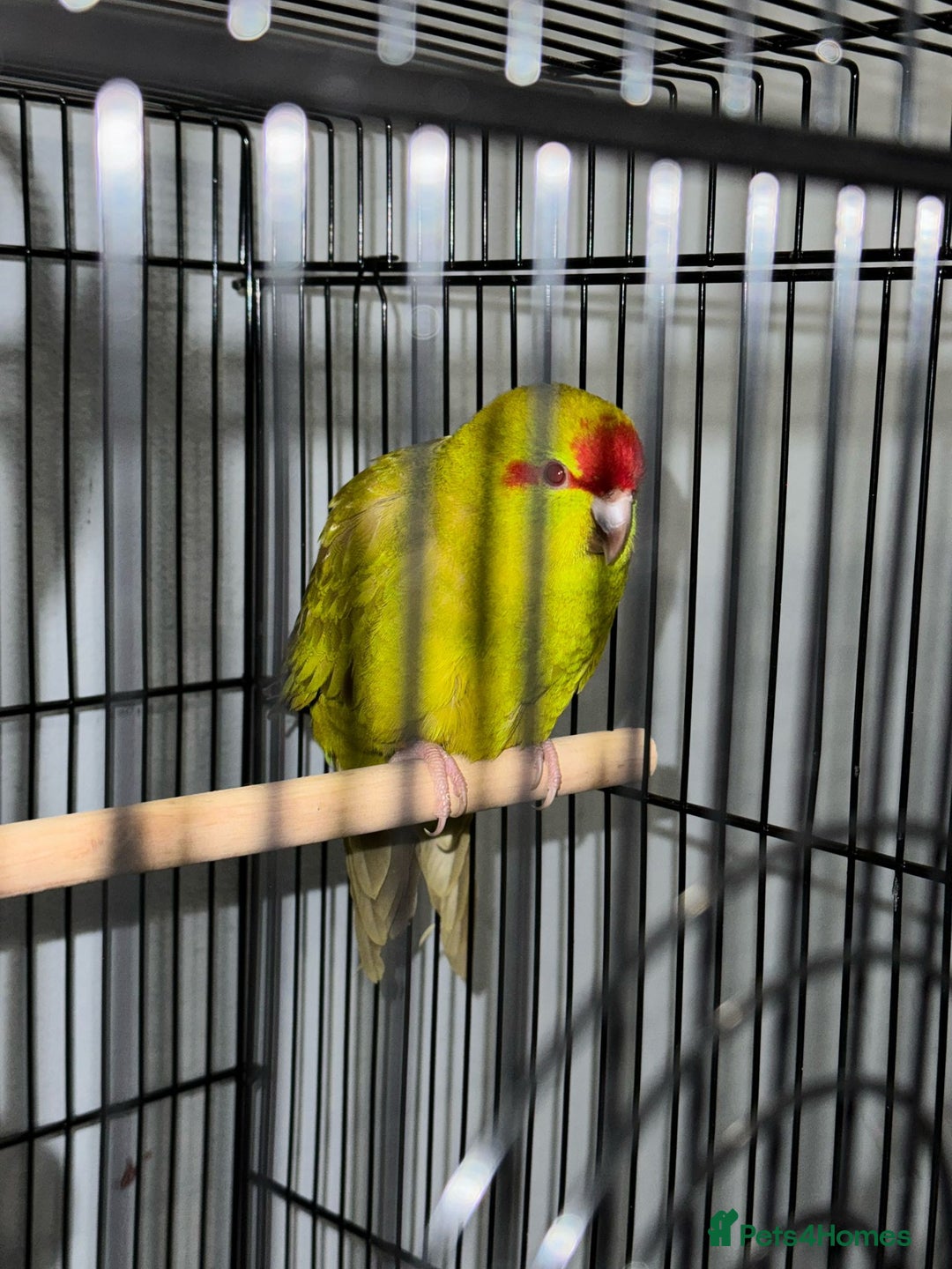 Parrots birds for sale:  Kakariki Pair + Male Indian Ringneck for Sale - Image 4