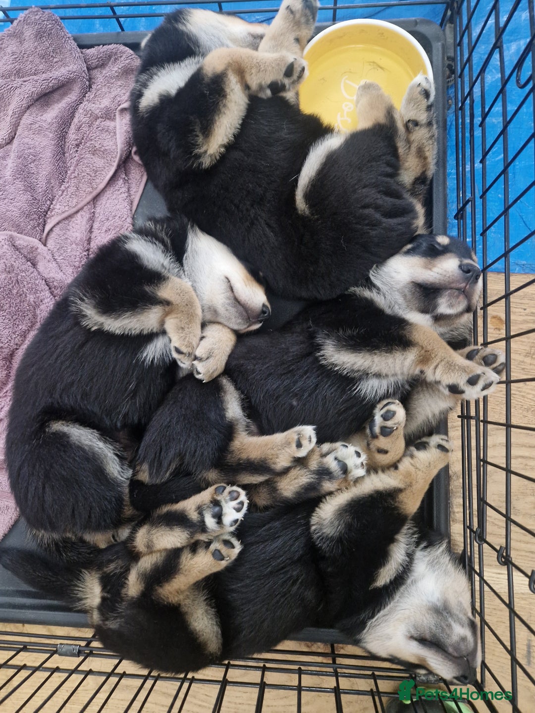 Mixed Breed dogs for sale: Adorable Rottsky Pups - Image 9