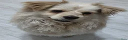 Mixed Breed dogs for adoption: Albie in Nottingham - Advert 2
