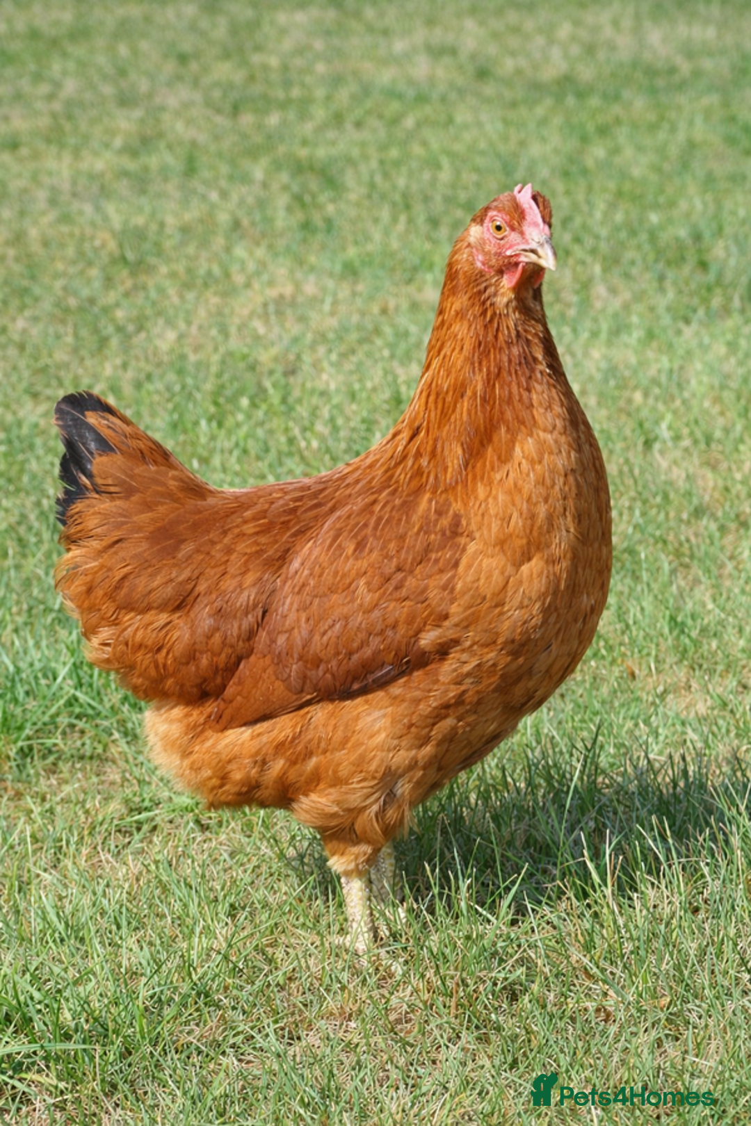 Mixed Breed poultry for sale: Point of Lay Hybrid Hens – Fully Vaccinated in Cinderford - Advert 2