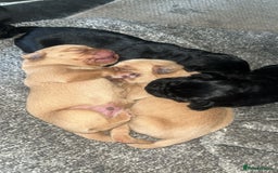 Labrador Retriever dogs for sale: Beautiful chunky KC Labrador ftch bloodline - Image 7