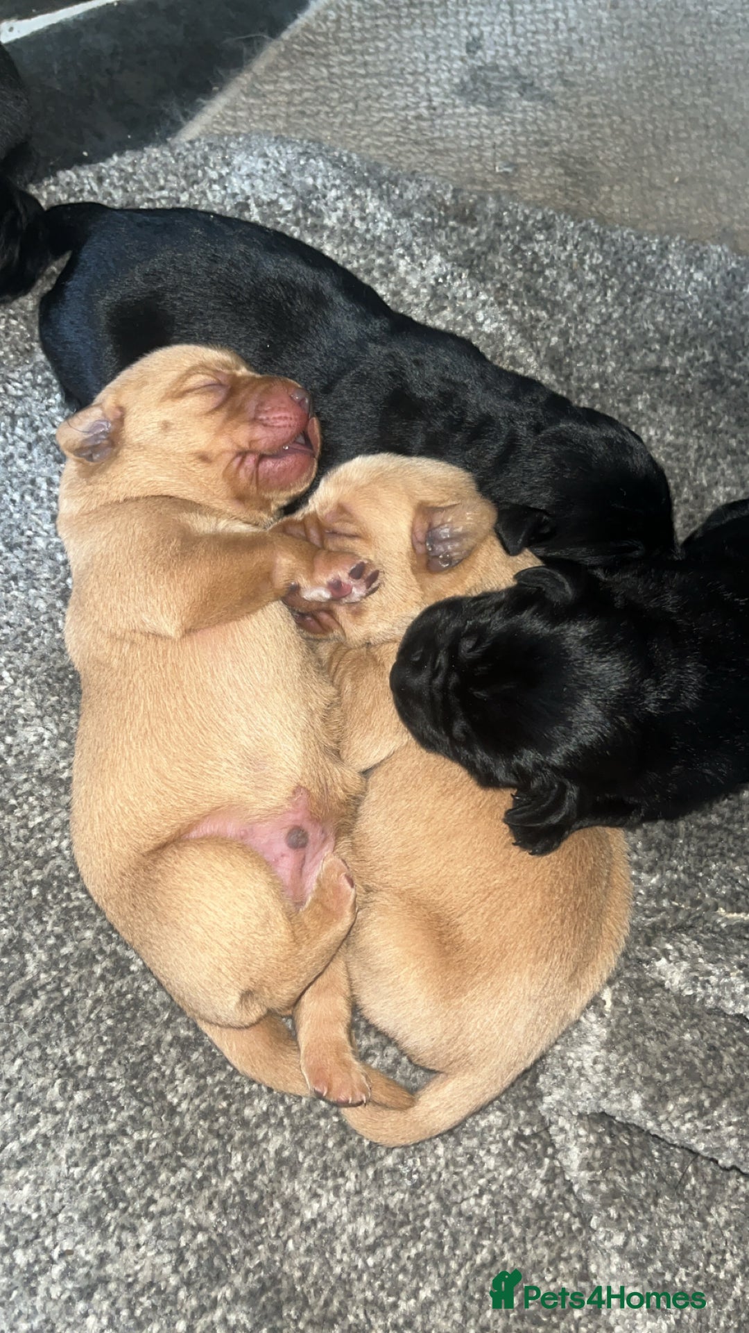 Labrador Retriever dogs for sale: Beautiful chunky KC Labrador ftch bloodline - Image 7