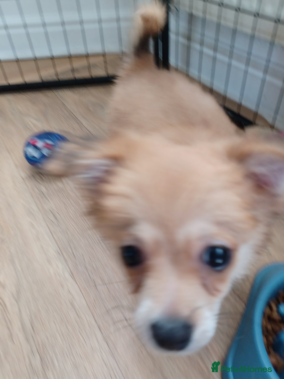 Pomchi dogs for sale: Pomchi - Image 2