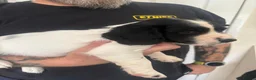 Sprocker dogs for sale: F2 Sprocker Litter , 5 boys 2 girls in Durham - Advert 3