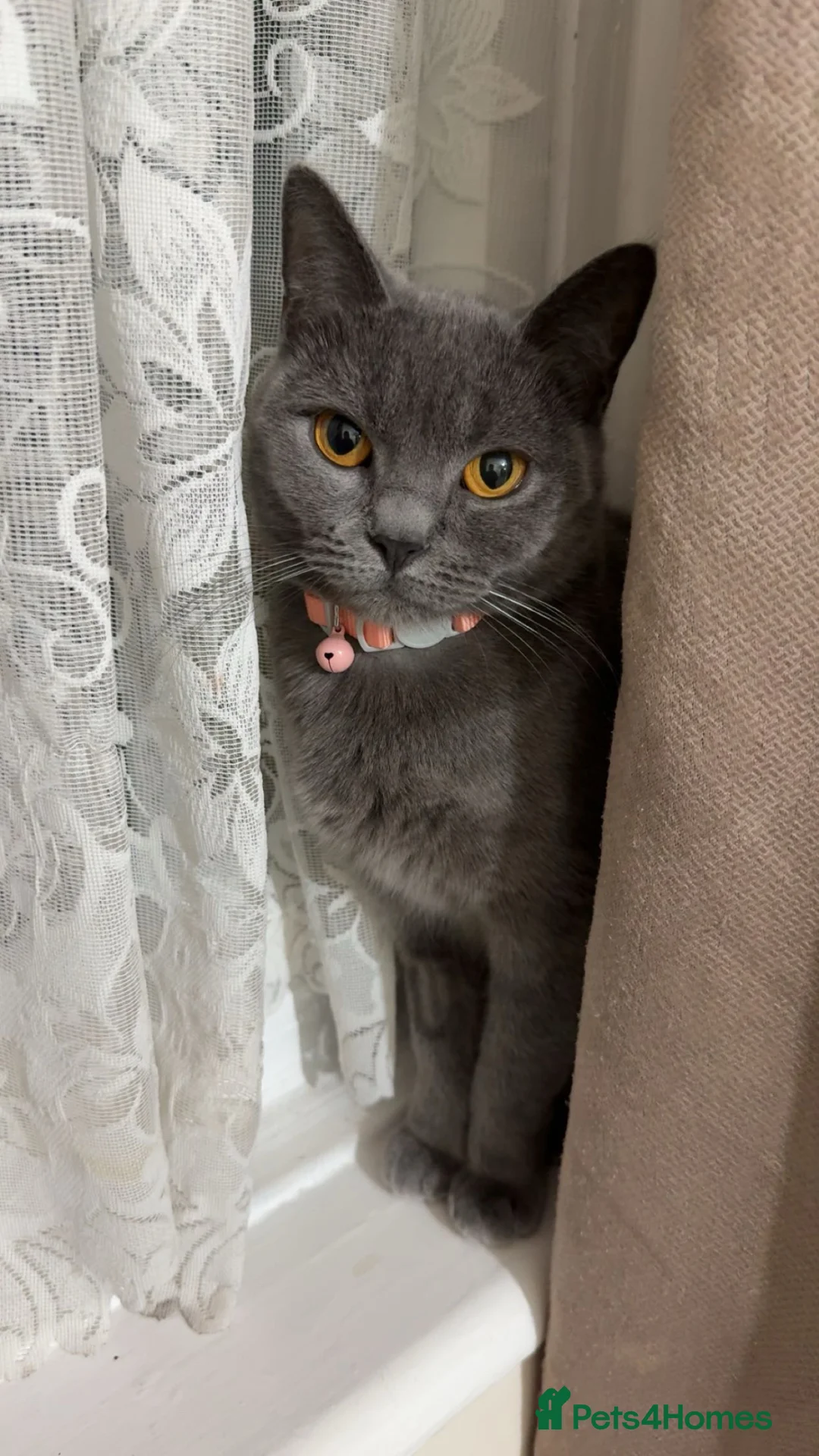 Mixed Breed cats for sale: Female British Shorthair Siberian Mix  - Advert 1