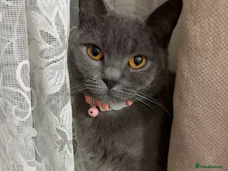 Mixed Breed cats Female British Shorthair Siberian Mix - Advert 1