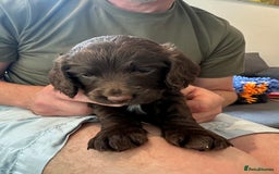 Sprocker dogs for sale: Adorable Sprocker Spaniel Puppies Ready 22nd Sept - Image 4