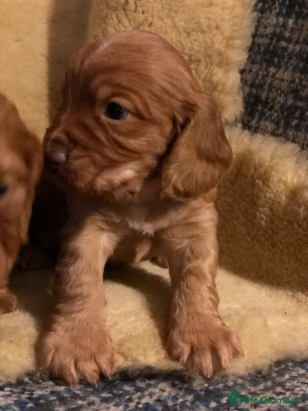 Cocker Spaniel dogs for sale: Cockerspaniel dog puppies - Advert 4