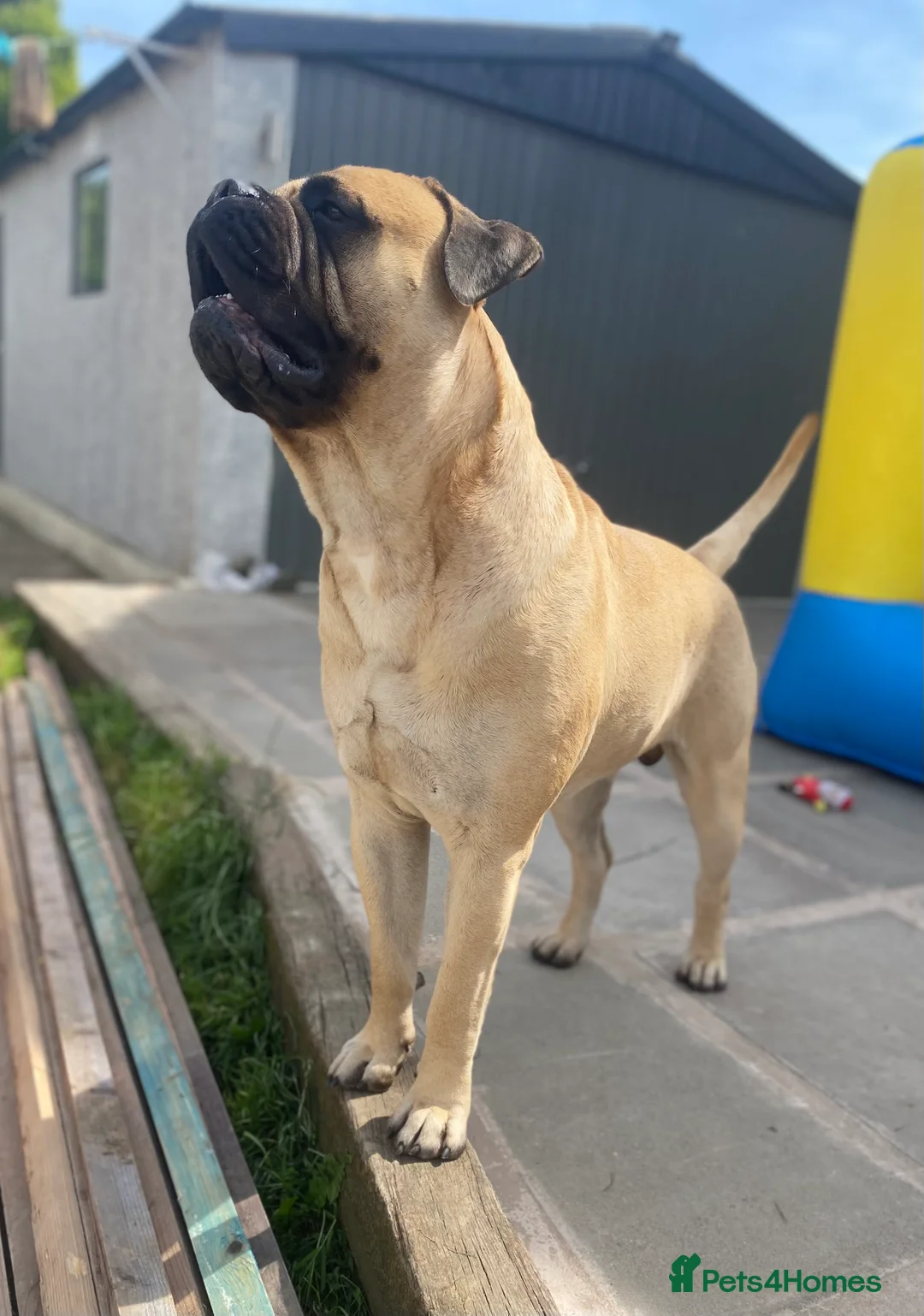 Bullmastiff dogs for stud: Male bullmastiff Stud  in Leicester - Advert 5