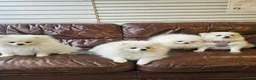 Pomeranian dogs for sale: 2 white poms 17 weeks old 1 boy 1 girl - Advert 6