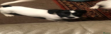 Jack Russell Puppy 4
