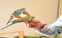 Budgerigars birds for sale: Tame budgies with cage and accessories and food - Image 3