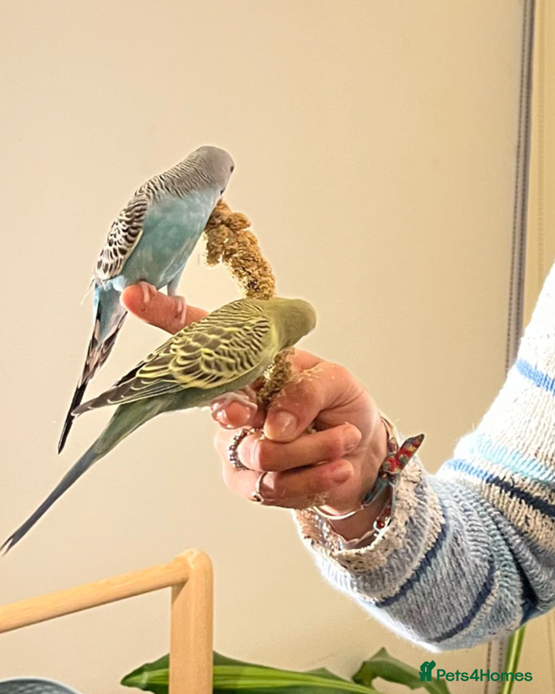 Budgerigars birds for sale: Tame budgies with cage and accessories and food - Image 3