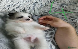 Pomeranian dogs for sale: Pomeranian puppies looking for their forever homes - Image 10