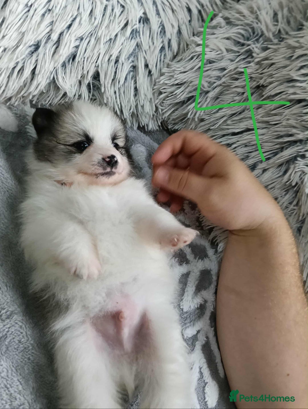 Pomeranian dogs for sale: Pomeranian puppies looking for their forever homes - Image 10