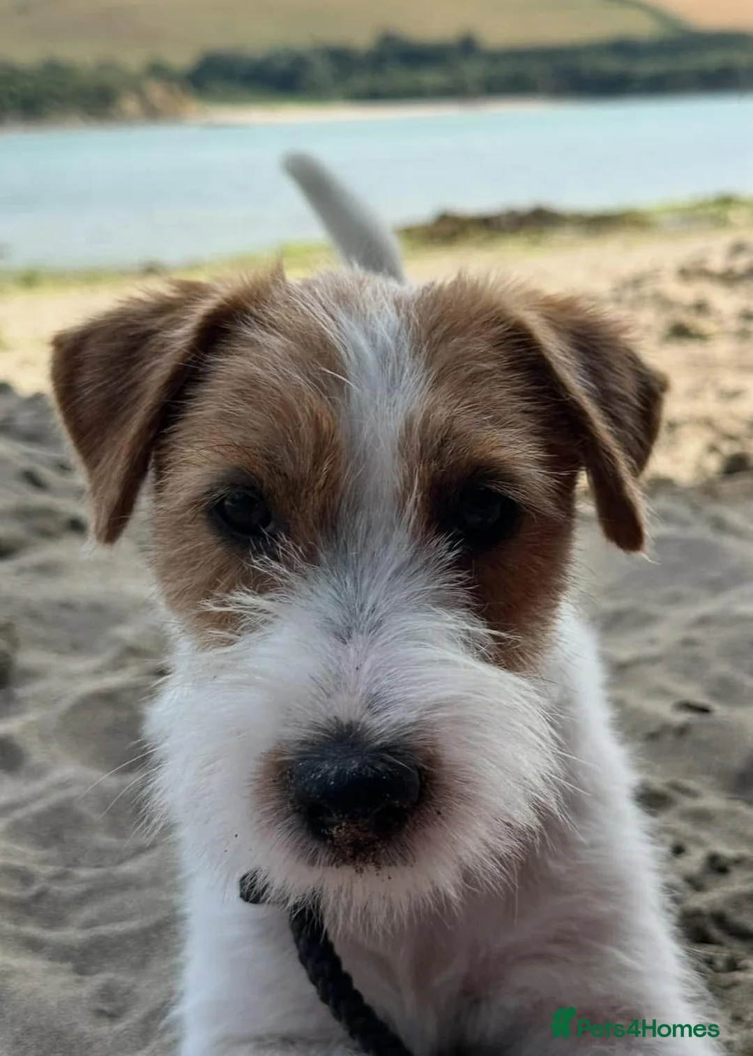 Jack Russell dogs for sale: Show Jack Russell KC Reg  - Advert 1